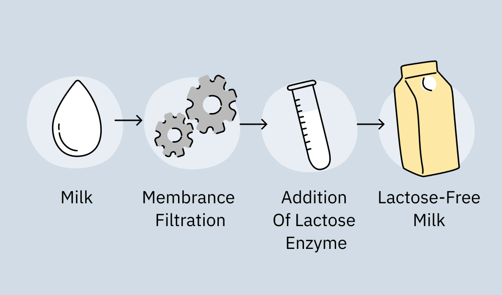 The process of lactose-free milk production